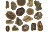 Clearance Lot: Mazon Creek Fossil Nodules - Pieces #252456-2